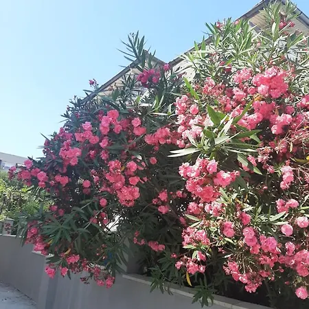 жени דירה צרבו