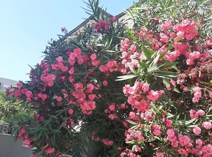 жени Lejlighed Tsarevo